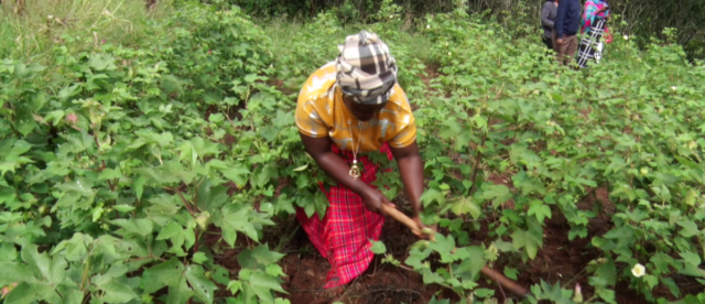 Kenya: Cotton Farmers of Yatta Urge the Government to Protect Local Textile Industry