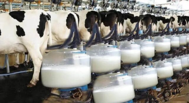 Namibia Exports Dairy Products to Zimbabwe