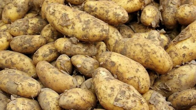 South Africa: Black Frost Damages Potato Crop, Prices to Soar Above 100%