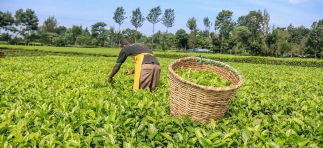 Tanzania Has Unsold Teas