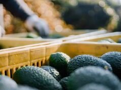 Tanzania Eying at Avocado Market in China