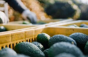 Tanzania Eying at Avocado Market in China