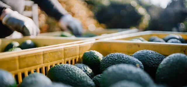 Tanzania Eying at Avocado Market in China