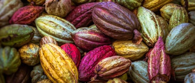 Ghana to Increase Farmgate Price of Cocoa