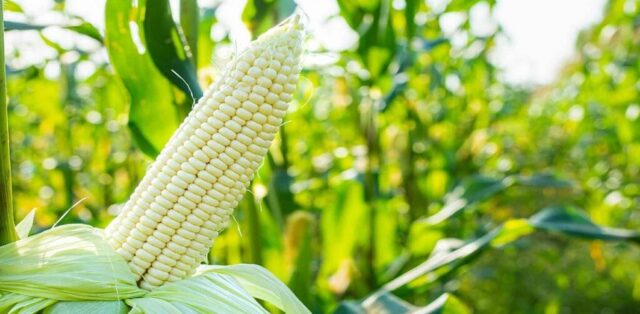 Namibia’s Maize Production Looks Up: Report