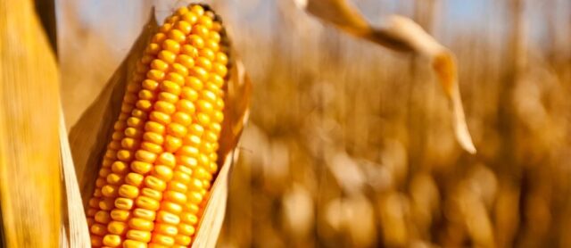 Maize Production in SA to Decline