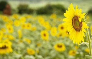 Tanzania Signs Trade Agreement with China to Export Sunflower and Pepper