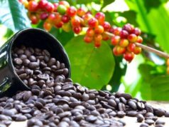 Uganda:  Coffee Export from Uganda Increased by 13% in August 2024