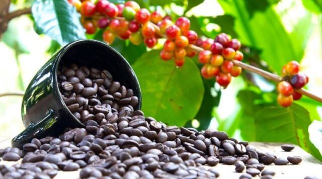 Uganda:  Coffee Export from Uganda Increased by 13% in August 2024