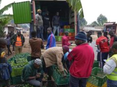 Burundi Farmers Get Better Prices for Avocados Thanks to Government Intervention