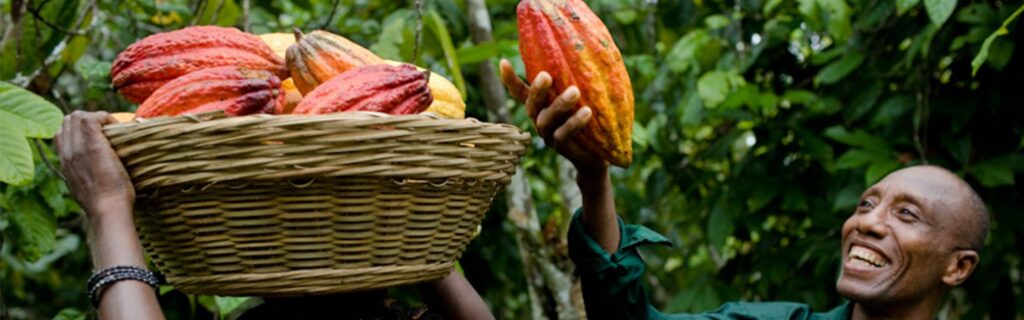 Cameroon Cocoa Farmers Earn Twice than their Counterparts in Côte d'Ivoire and Ghana 1 Cameroon Cocoa Farmers Earn Twice than their Counterparts in Côte d'Ivoire and Ghana