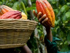 Cameroon Cocoa Farmers Earn Twice than their Counterparts in Côte d'Ivoire and Ghana