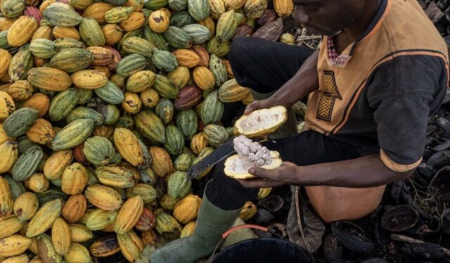 Ivory Coast Hikes Cocoa Prices to Record High: Actors Still Not Happy