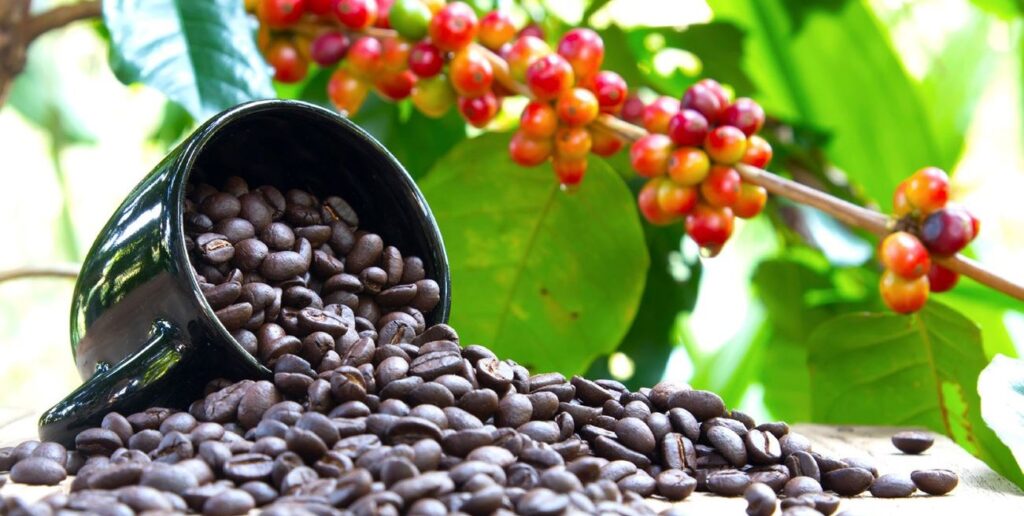 Ethiopia's Annual Coffee Production Doubled in Five Years and Crosses 1 Mln Tonnes