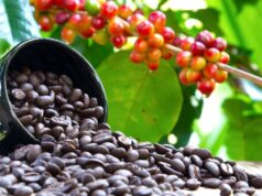 Ethiopia's Annual Coffee Production Doubled in Five Years and Crosses 1 Mln Tonnes