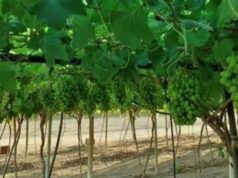 Otjimbele to Launch Commercial Grape Production in Namibia by 2025