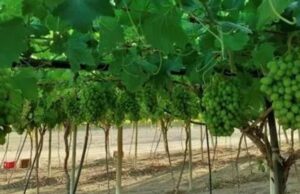 Otjimbele to Launch Commercial Grape Production in Namibia by 2025