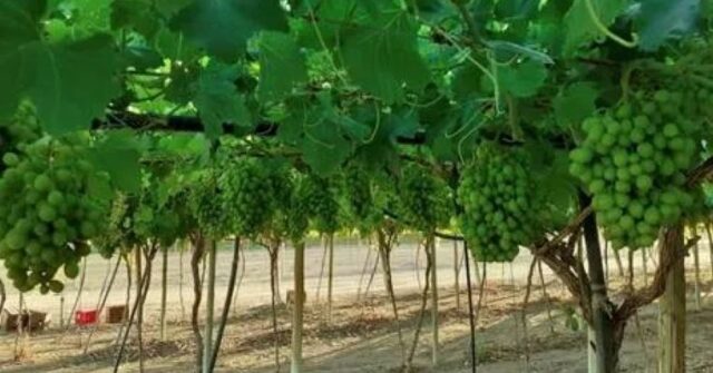 Otjimbele to Launch Commercial Grape Production in Namibia by 2025