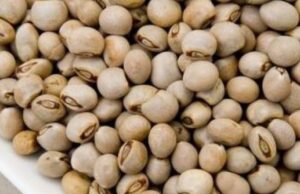 https://trendsnafrica.com/mozambique-court-withholds-export-of-usd-61m-india-bound-pigeon-peas/