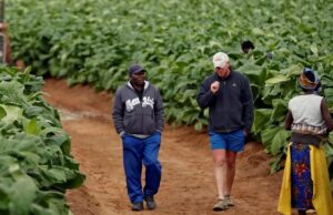 Zimbabwe to Compensate Black and White Farmers for Taking Over Land