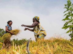 Rice Development and Food Security in West Africa to Benefit from USD 99 mn ADF Funding