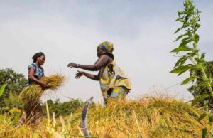 Rice Development and Food Security in West Africa to Benefit from USD 99 mn ADF Funding