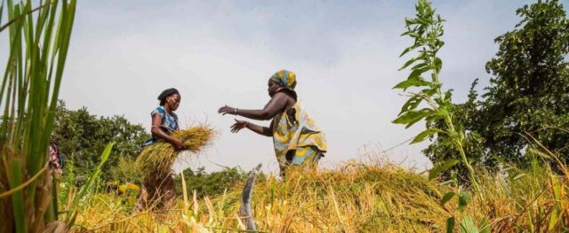 Rice Development and Food Security in West Africa to Benefit from USD 99 mn ADF Funding