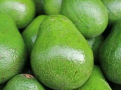 Tanzania Sends First Consignment of Avocados to China