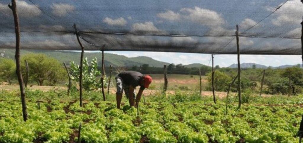 Cape Verde Empowers Farmers; Incentivize Agriculture 1 Cape Verde Empowers Farmers; Incentivize Agriculture (West Africa) (3 Minutes Read) Cape Verde is mobilising significant resources to introduce innovative crops and expand seawater desalination. To provide further stability for farmers, an ambitious agricultural insurance system is being rolled out. Cape Verde is undergoing a remarkable agricultural transformation after a severe drought. The archipelago is now embracing innovation, with lush greenery emerging as a symbol of progress. A key driver behind this shift is the implementation of modern infrastructure, including seawater desalination plants, and various schemes to empower the farmers. Cape Verde is mobilising significant resources to introduce innovative crops and expand seawater desalination. To provide further stability for farmers, an ambitious agricultural insurance system is being rolled out. This agricultural policy is positioning Cape Verde as a model for the region, with support from the Food and Agriculture Organization (FAO). These issues came into sharp focus at the 16th meeting of the multidisciplinary team of the FAO's West Africa office in Praia. Read Also: http://trendsnafrica.com/cape-verde-citizens-searching-for-green-pastures-abroad-driven-by-unemployment/ Despite these advancements, West African country’s social protection coverage remains limited, reaching just 13% of the population with at least one service. However, Cape Verde's progress offers hope and a blueprint for sustainable development in the region.