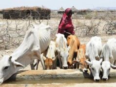 IFAD Urges World Leaders to Help Small Farmers Against Climate Change