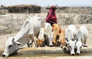 IFAD Urges World Leaders to Help Small Farmers Against Climate Change