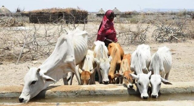 IFAD Urges World Leaders to Help Small Farmers Against Climate Change