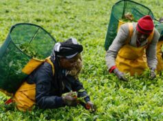 Tea Farmers in Kenya Face Severe Credit Crunch