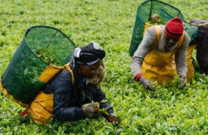 Tea Farmers in Kenya Face Severe Credit Crunch