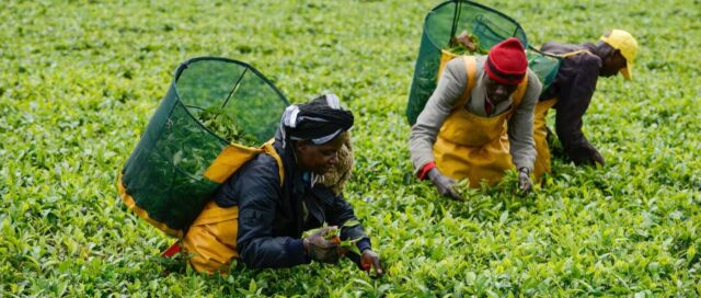 Tea Farmers in Kenya Face Severe Credit Crunch