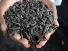 Zimbabwean Farmers Breed Maggot as Animal Feed and Manure to Make Good Persistent Drought