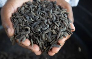 Zimbabwean Farmers Breed Maggot as Animal Feed and Manure to Make Good Persistent Drought