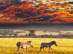 Resurgent African Tourism