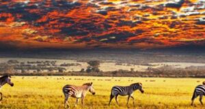 Resurgent African Tourism