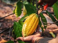 Ghana:  Cocoa Harvest Forecast 5% Drop for the Second Time