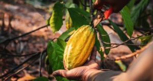 Ghana:  Cocoa Harvest Forecast 5% Drop for the Second Time