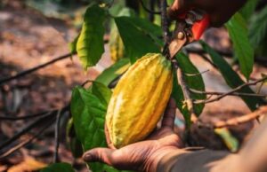 Ghana:  Cocoa Harvest Forecast 5% Drop for the Second Time