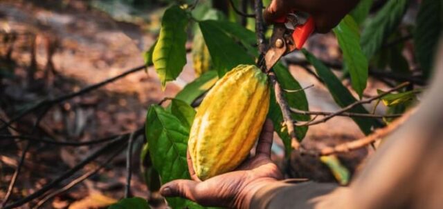 Ghana:  Cocoa Harvest Forecast 5% Drop for the Second Time