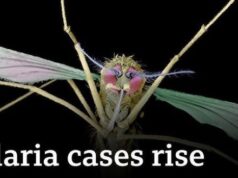 Global Malaria Cases Spike