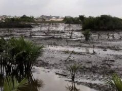 Failure to Clean up Oil Spills Turns Niger Delta into Barren Land