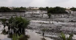 Failure to Clean up Oil Spills Turns Niger Delta into Barren Land