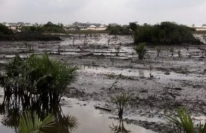 Failure to Clean up Oil Spills Turns Niger Delta into Barren Land