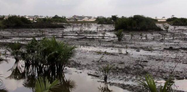 Failure to Clean up Oil Spills Turns Niger Delta into Barren Land