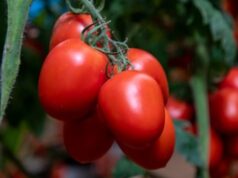 Tomatoes Capture Largest Share of Namibia's Horticultural Export