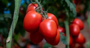 Tomatoes Capture Largest Share of Namibia's Horticultural Export